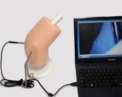 Simulador de artroscopio, modelo de rodilla