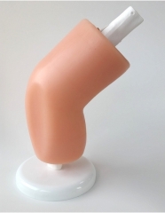 Simulador de artroscopio, modelo de rodilla