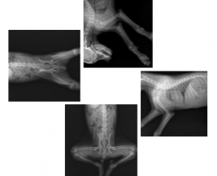 Sistema de rayos X portátil digital para veterinarios